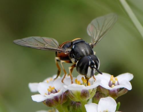 Paragus bicolor
